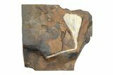 Fossil Ginkgo Leaf From North Dakota - Paleocene #247093-1